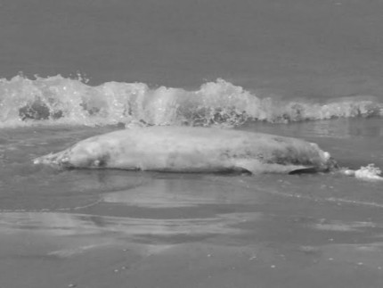 delfino sulla spiaggia di San Benedetto del Tronto
