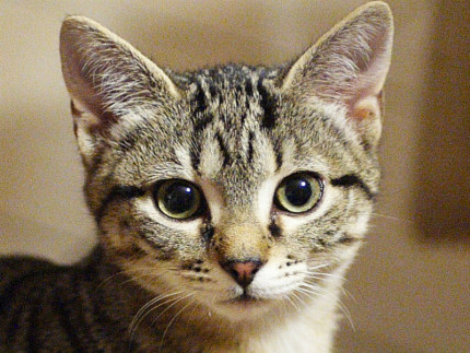 gatto
