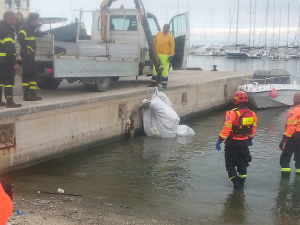 Le operazioni di recupero di una carcassa di delfino adagiata sulla scogliera del porto di San Benedetto del Tronto