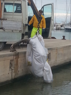 Le operazioni di recupero di una carcassa di delfino adagiata sulla scogliera del porto di San Benedetto del Tronto