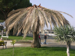 palma