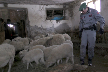 I Carabinieri Forestali sono intervenuti ad Acquasanta Terme per soccorrere due greggi di ovini bloccati da giorni nelle stalle per la neve caduta nelle Marche