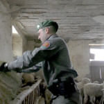 I Carabinieri Forestali sono intervenuti ad Acquasanta Terme per soccorrere due greggi di ovini bloccati da giorni nelle stalle per la neve caduta nelle Marche