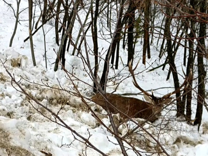 Il soccorso ad un cervo bloccato dalla neve ad Acquasanta Terme