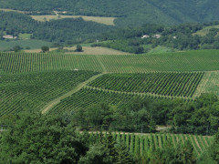 I vigneti marchigiani del vino verdicchio