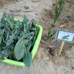 L'orto dei nonni a San Benedetto del Tronto