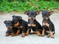 cuccioli di cane, pincher, cani, animali