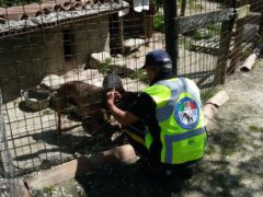 Aiuti agli animali colpiti dal terremoto