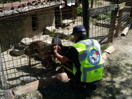 Aiuti agli animali colpiti dal terremoto