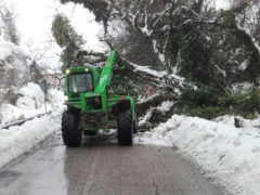 Maltempo, neve, alberi caduti