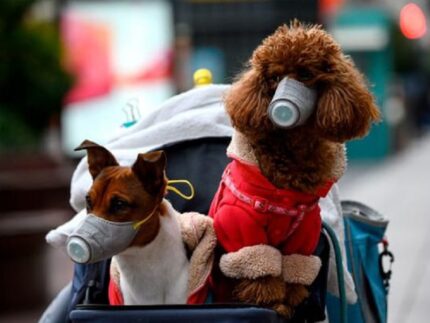 Iniziativa "Covid Pets"