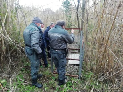 Gabbia per cinghiali posizionata a Grottammare