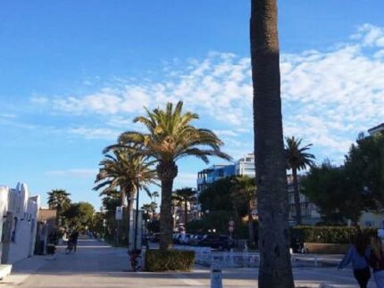 Palme sul lungomare di Grottammare