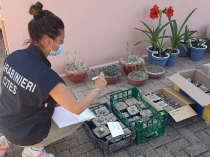 Cacti sequestrati a San Benedetto del Tronto