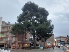 Pino secolare in via Marche a Grottammare