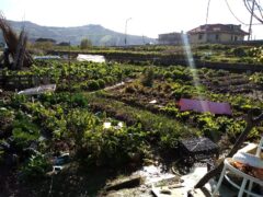 Orto abusivo a Centobuchi di Monteprandone