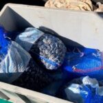 Vongole sequestrate a San Benedetto del Tronto