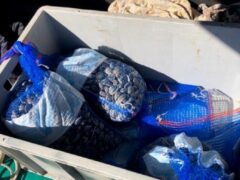 Vongole sequestrate a San Benedetto del Tronto