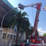 Palma in fiamme a San Benedetto