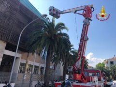 Palma in fiamme a San Benedetto