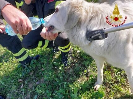 Cane soccorso a Castel di Lama