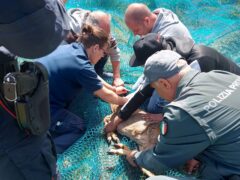 Capriolo recuperato a Porto d'Ascoli