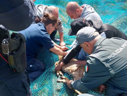 Capriolo recuperato a Porto d'Ascoli
