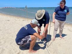 Nido di tartaruga marina sulla spiaggia di Cupra Marittima