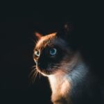 Gatto siamese