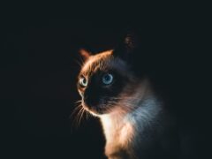 Gatto siamese