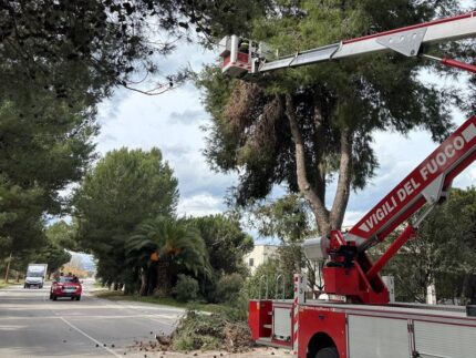 Alberi pericolanti a Monteprandone
