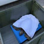 Tartaruga marina salvata a Grottammare