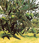 Ramo di ulivo con le olive