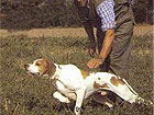 addestramento cani nella provincia di Ascoli